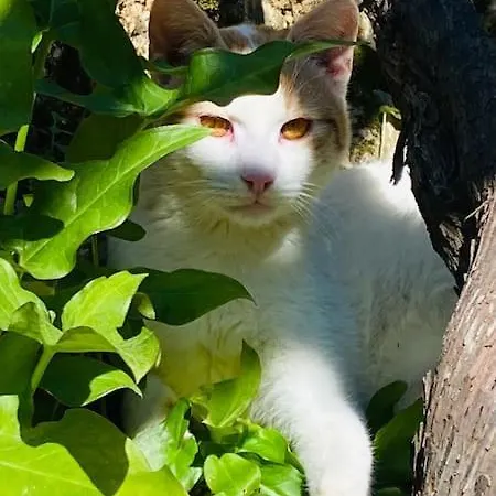 Lemon Tree 1 * Agios Nikitas